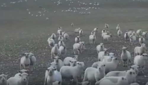 Далеко не все овцы оказались равнодушны к тому, что их снимают на видео