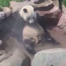 Панда с удовольствием приняла горячую ванну