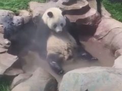 Панда с удовольствием приняла горячую ванну