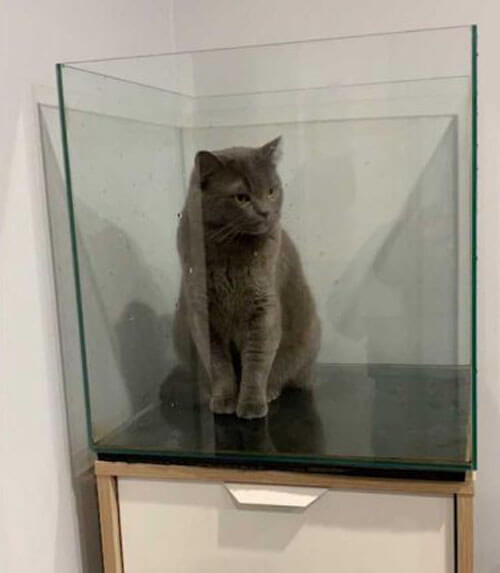 Любопытный кот оказался в ловушке в аквариуме