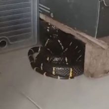 Змея, проскользнувшая в дом, нашла укрытие среди обувных коробок