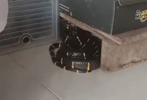 Змея, проскользнувшая в дом, нашла укрытие среди обувных коробок