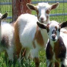 Фермерша через суд требует провести тест на отцовство для своих коз