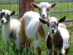 Фермерша через суд требует провести тест на отцовство для своих коз