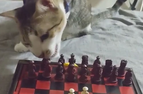 Кошка, играющая в шахматы, не ознакомилась с правилами