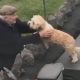Дружелюбный пёс обожает пожилого соседа
