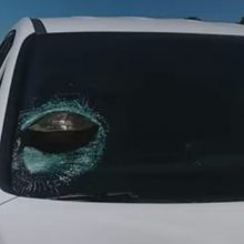 Черепаха совершила шокирующий полёт и застряла в стекле автомобиля