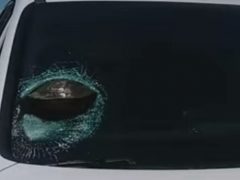 Черепаха совершила шокирующий полёт и застряла в стекле автомобиля