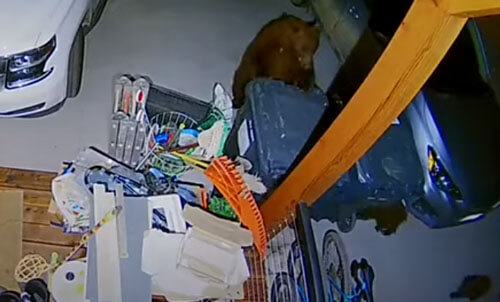 Медведица привела детёнышей на мусорный ужин