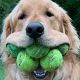 Любовь к теннисным мячикам сделала пса мировым рекордсменом