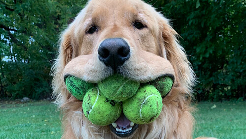 Любовь к теннисным мячикам сделала пса мировым рекордсменом