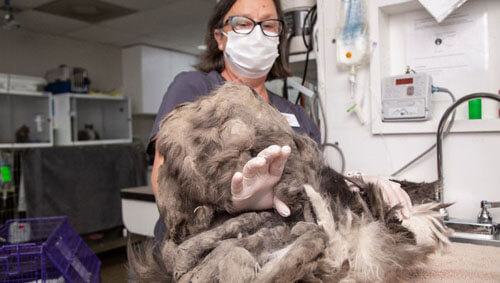 Кошка, с которой состригли килограмм шерсти, нашла новых хозяев