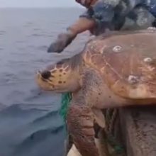 Рыбаки не только удивились своему необычному улову, но и выпустили его обратно в море