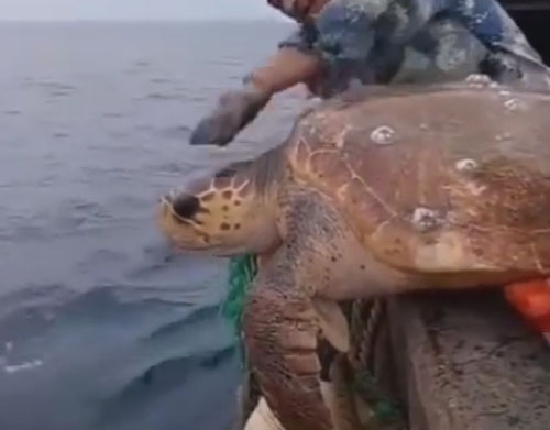 Рыбаки не только удивились своему необычному улову, но и выпустили его обратно в море