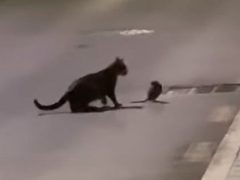 Кошка не сумела справиться с крысой-ниндзя