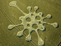 Ячменное поле украсилось рисунком, похожим на коронавирус