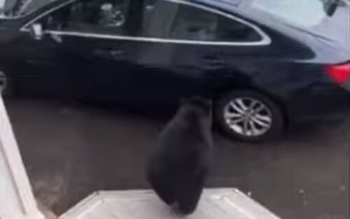 Медведь, научившийся справляться с дверями, влез в автомобиль