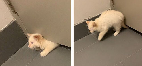 Заскучав в одиночестве, кошка просочилась под дверью