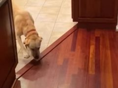 Собака придумала, как ходить по страшному деревянному полу