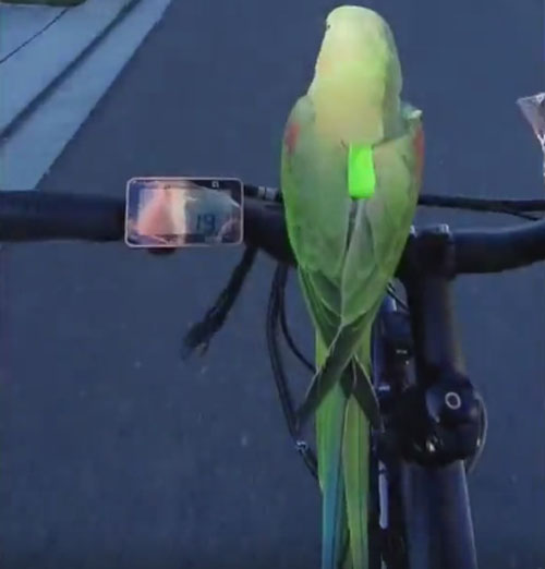 Попугай никогда не отказывается прокатиться с хозяйкой на велосипеде