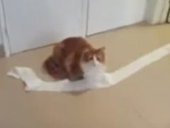 Кошка, размотавшая туалетную бумагу, оказалась не совсем лишена совести