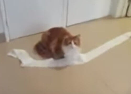 Кошка, размотавшая туалетную бумагу, оказалась не совсем лишена совести