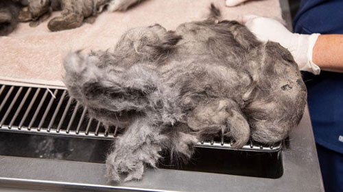 Кошка, с которой состригли килограмм шерсти, нашла новых хозяев
