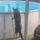 Чтобы купаться в бассейне, умный пёс научился пользоваться лестницей