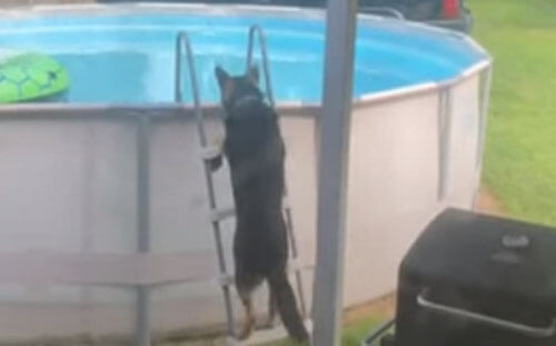 Чтобы купаться в бассейне, умный пёс научился пользоваться лестницей