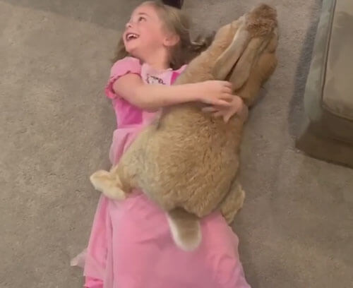 Семейство не нарадуется на своего необычного гигантского кролика