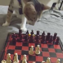 Кошка, играющая в шахматы, не ознакомилась с правилами