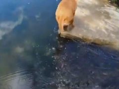 При переходе через ручей у собак возникла проблема