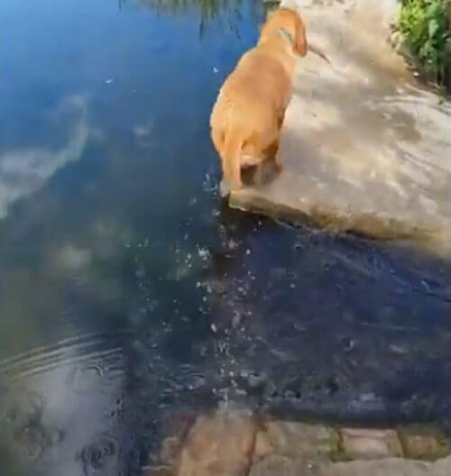 При переходе через ручей у собак возникла проблема