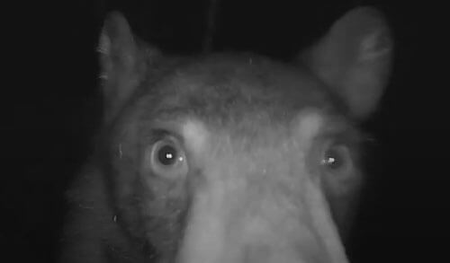 Владельцы камеры видеонаблюдения смогли полюбоваться на медведя