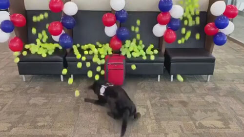 Перед выходом на пенсию служебный пёс получил целый дождь из мячей