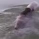 Медведь, купавшийся с банкой на голове, был спасён неравнодушными рыбаками