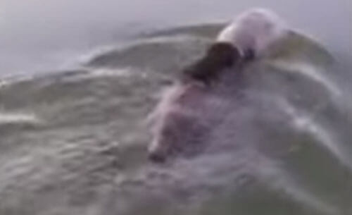 Медведь, купавшийся с банкой на голове, был спасён неравнодушными рыбаками