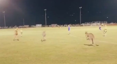 Футбольный матч пришлось прервать из-за кенгуру на стадионе