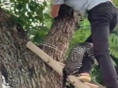 Кошка, которую сняли с дерева, крепко вцепилась в ногу своего спасителя