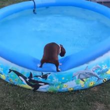 Нерешительный пёс так и не понял, хочется ли ему купаться