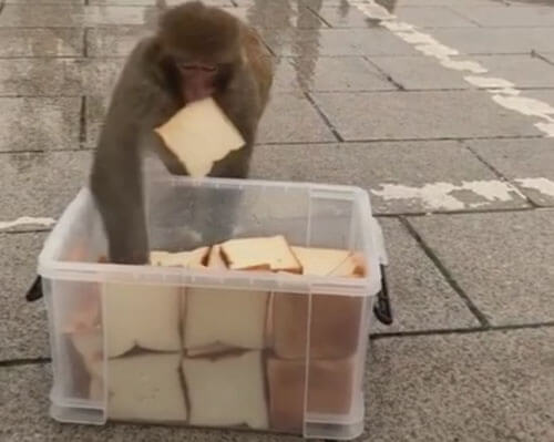 Обычный хлеб показался обезьянам изысканным угощением