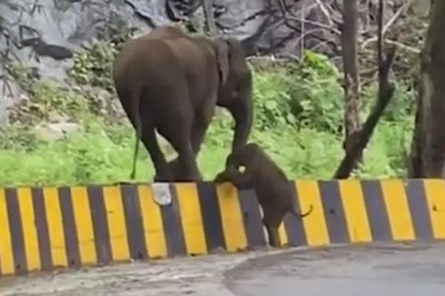 Мама-слониха протянула своему детёнышу хобот помощи
