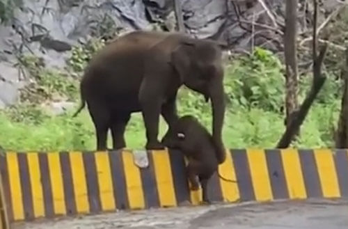 Мама-слониха протянула своему детёнышу хобот помощи
