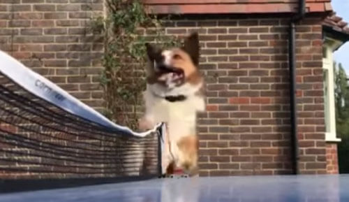Собака решила стать судьёй во время игры в пинг-понг