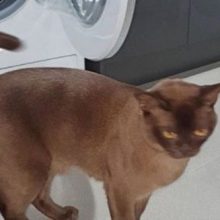 Кот, задремавший в стиральной машине, чудом выжил во время стирки