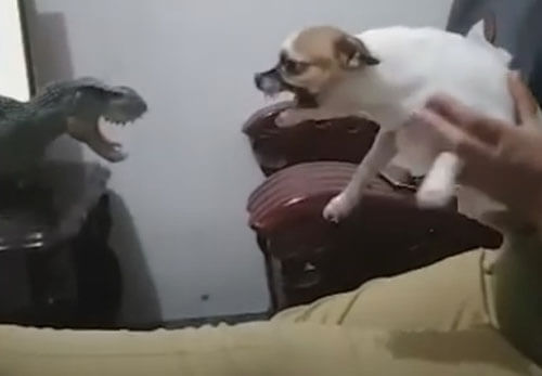 Собаки по-разному отреагировали на нападение игрушечного динозавра