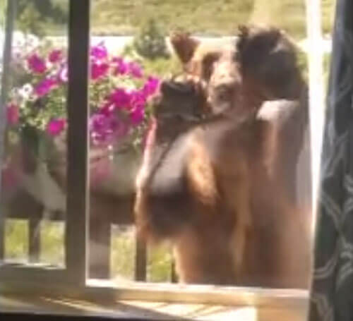 Медведь попытался проникнуть в дом через окно