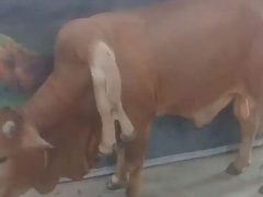 Люди приходят на ферму, чтобы посмотреть на шестиногого быка с двумя хвостами