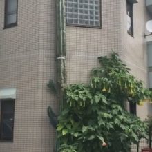 Огромный кактус вырос выше дома