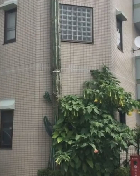 Огромный кактус вырос выше дома